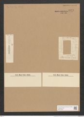 Achnanthes affinis Grun. (de-Toni-Nr.: Genus 43, Species 1942) Zeichnungen Sammlung Grunow Nr. 3841 (NHMW-BOT-W0371534)